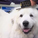 dukemayor