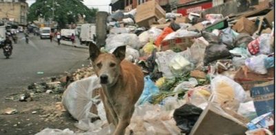 People hunt and kill dogs and pigeons in Caracas for food.