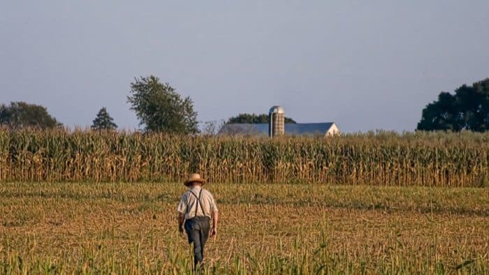 NextImg:Leave Them Alone! Democrat Agencies Torment an Amish Farmer