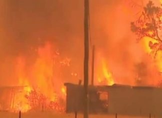 183 humans arrested for setting the bush fires! Tell Russell Crowe ASAP!