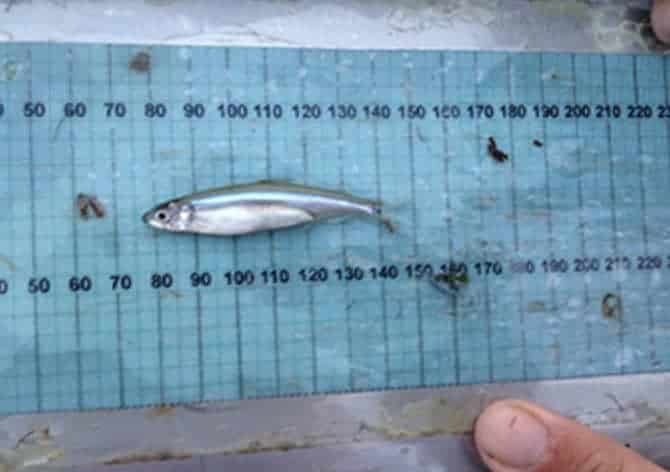 California Diverts Water to the Sea to an Extinct Fish