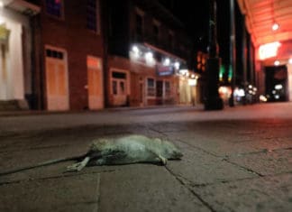 Hordes of rats take over New Orleans streets