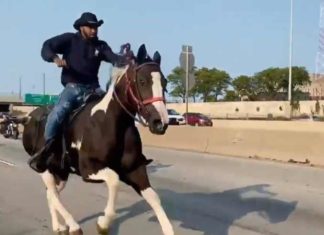 Lightfoot’s BLM-census cowboy rode his horse until he bled & near-death (video)