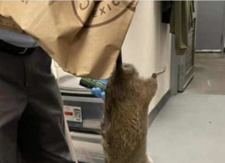 New York City is going to the rats, literally