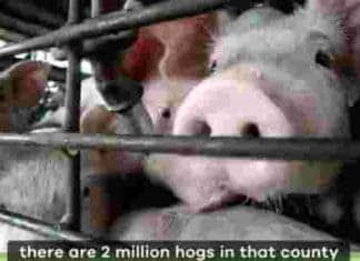 Hog farming’s racist! Nickelodeon goes whole hog stirring up racial hate