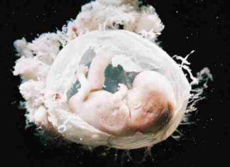 Dems back research of human embryos-into-animals, vice versa, chimeras