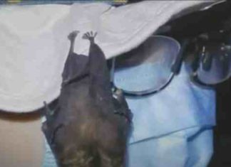 Australia has footage of bats in the Wuhan lab after all the lies