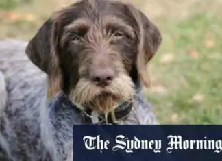 Lockdown Aussies murder rescue dogs in their ‘dystopian hell state’