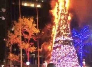 Fox’s Firebug Walks, Free to Burn Down More Christmas Trees