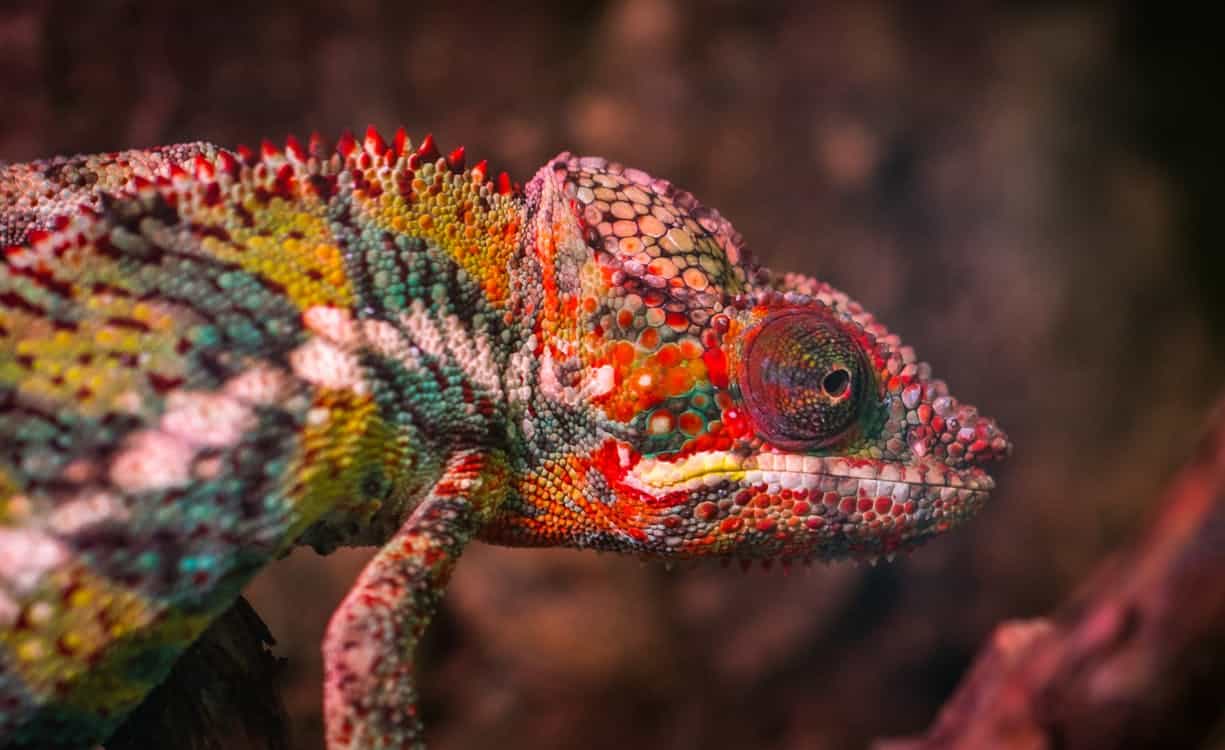 Getting Rid of Lying Lizards - Vimarsana News
