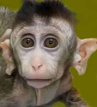 They Toyed with Monkeypox in FEBRUARY to Develop at PCR Test