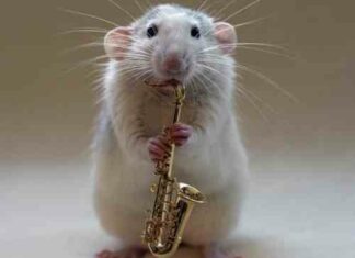 Yes, the FDA Approved the New mRNA Booster on Data from 8 Mice