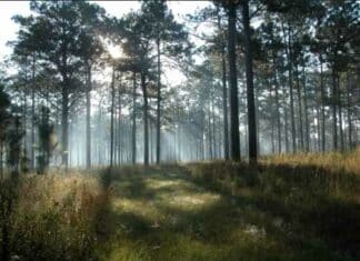 EU’s Burning US Forests As Renewable Energy