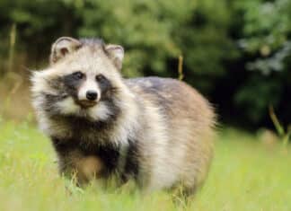 Stop with the Raccoon Dogs