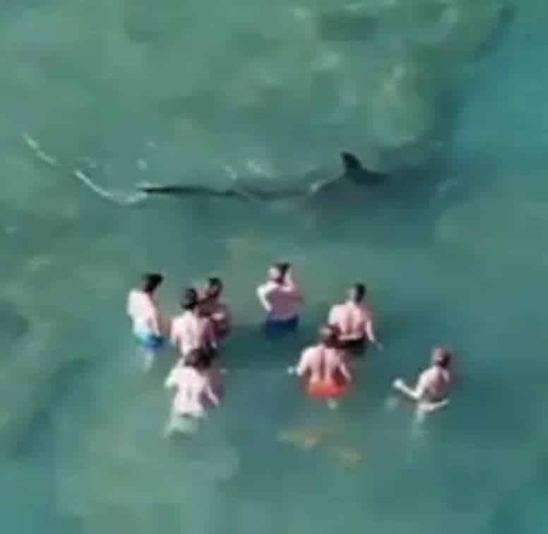 NextImg:1000 Pound Hammerhead Shark Heads for Waders
