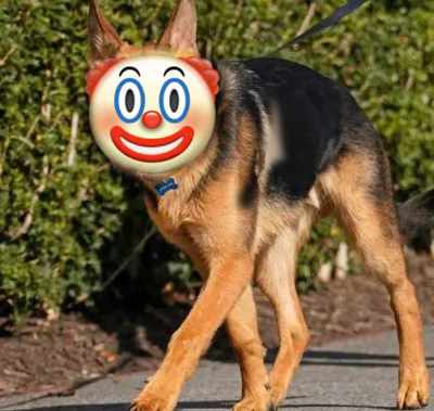 Bidenistas Destroyed Video of Biden’s Dog Attacking an Agent