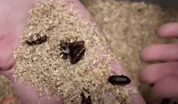 NextImg:Giant Meat Seller Tyson Foods Is Investing in Insect Protein
