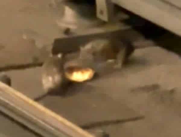NextImg:Your Everyday Rats