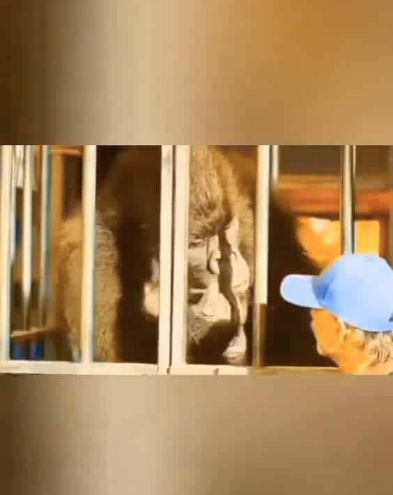 NextImg:Animals In Charge