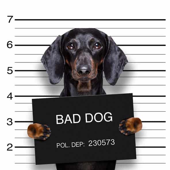 NextImg:Bad Dogs Giving You the News