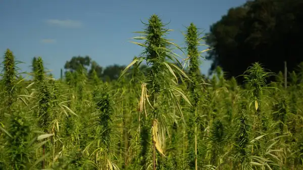 Criminal Chinese Gangs Run Thousands of US Marijuana Farms
