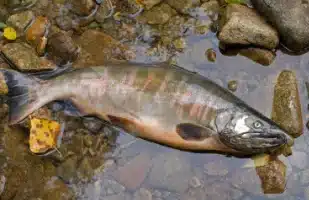 Hundreds of Thousands of Fish died Amid Dam Removal to Save Fish