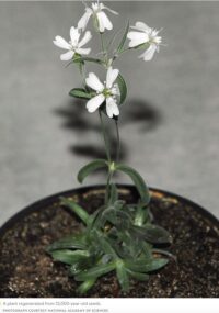 Russian Scientists Grow a 32,000-Year-Old Plant