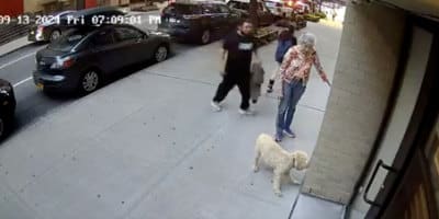 Typical Day in NYC: 81-Year-Old Punched in Head Walking Dog