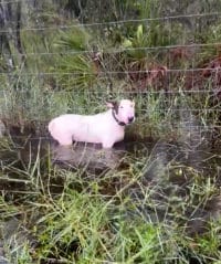 Owners to Be Charged for Tying Their Dog to a Pole Before Hurricane Milton
