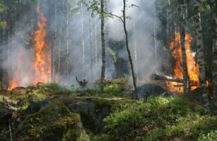 Steven Koonin: Climate Didn’t Cause California Fires, Politicians Did