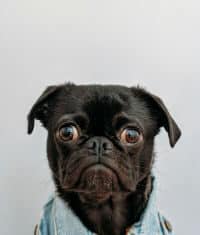 The Left Says Dogs Have Multifarious Effects on the Environment