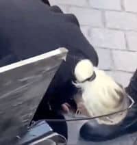 Clown World Boot Kissers