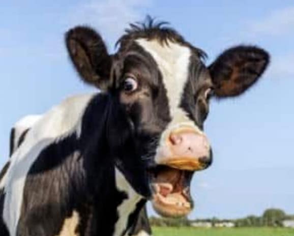 Bill Gates Should Stick to Stealing Computer Programs & Give Up on Lab Meat