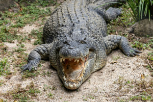 Alligator Alcatraz Will Remain Open