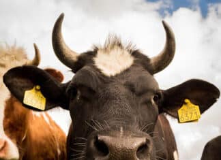 The UK Takes a Dark Turn to Force Digital IDs on Brits