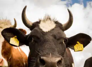 The UK Takes a Dark Turn to Force Digital IDs on Brits