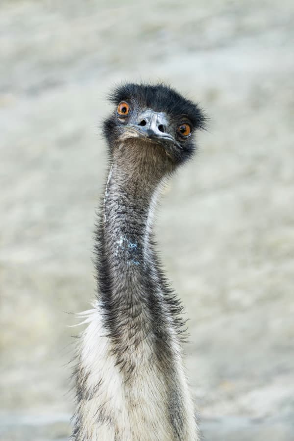 Canada’s Going to Kill Ostriches & Shut Off Peoples’ Internet