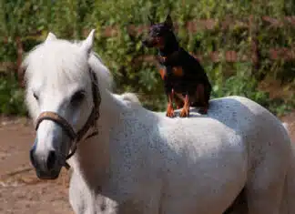 James Woods on Comey Case: This Will Be a Complete Dog and Pony Show