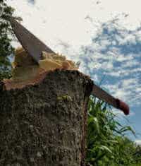 Victoria Australia Needs More $325K Machete Disposal Bins