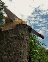 Victoria Australia Needs More $325K Machete Disposal Bins