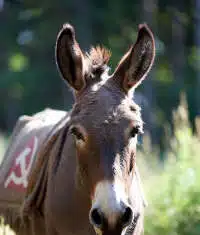 Are Democrats Irreversibly on the Path to Communism?