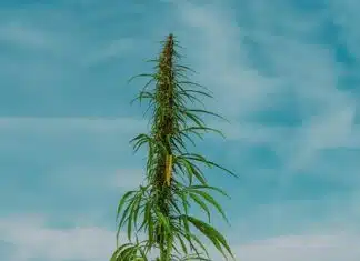 President Trump’s EO Fast-Tracks Reclassification of Pot