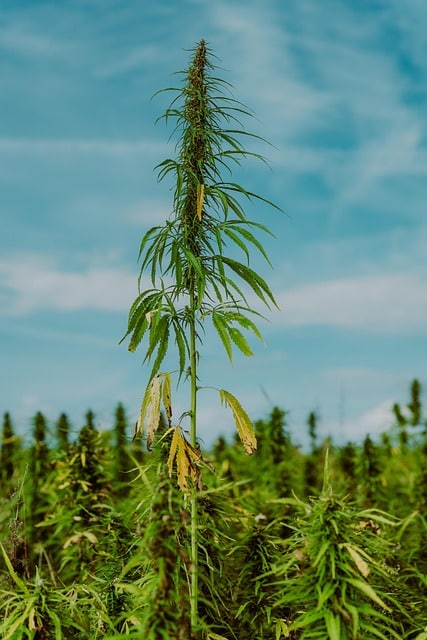 President Trump’s EO Fast-Tracks Reclassification of Pot