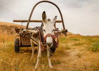 Scotland Plans to Take Away Private Vehicles