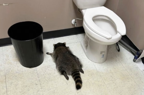 Raccoon Found Sleeping off a Bender in a Liquor Store