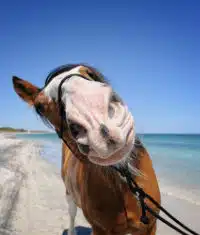 Really Good Ad: Budweiser’s “I Can Change” Commercial