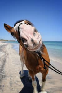 Commenting: Is Anyone Having Problems Seeing the Comment Box?