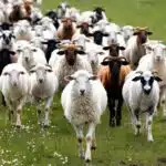 Intentional Evil, Oblivious, Sheeple, or Suicidal Empathy?