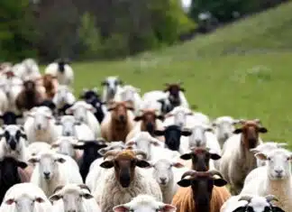 Intentional Evil, Oblivious, Sheeple, or Suicidal Empathy?