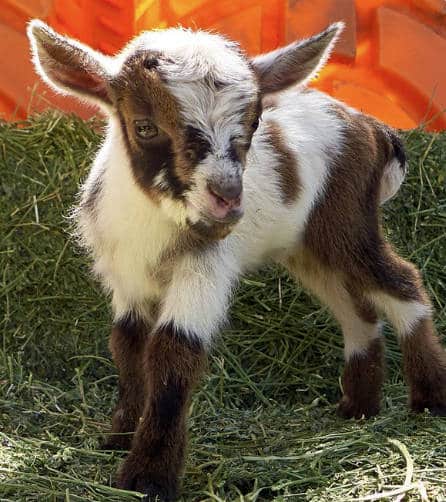 A Latin King Robbed The FBI Vehicle, But, Hey, They Have Therapy Goats for Healing